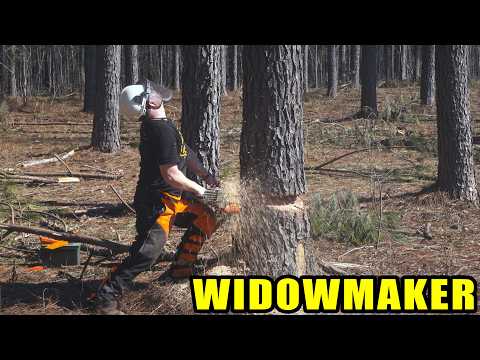 Day 672 - The Widowmaker Tree