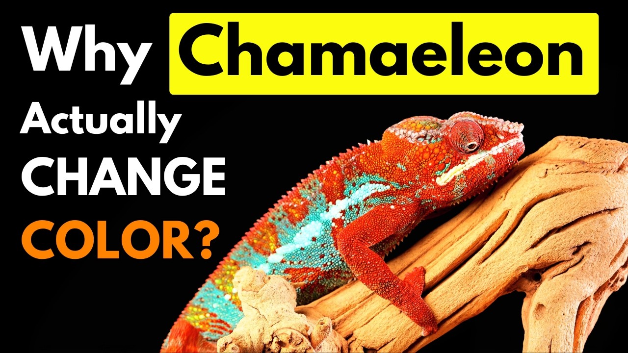 Why Chameleons Changes colors and how?