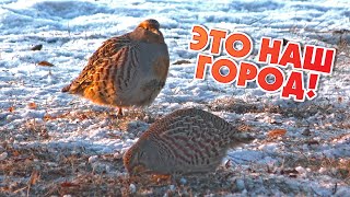 Куропатки в городе/Partridges in the city