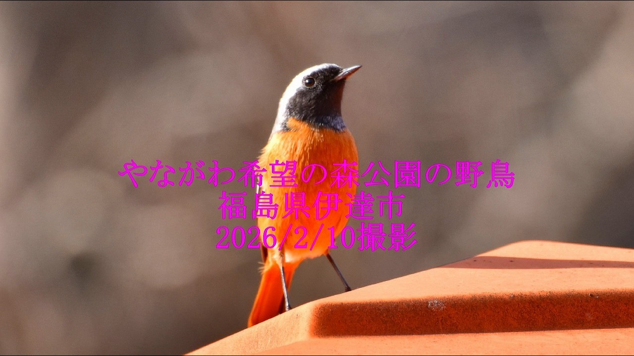 やながわ希望の森公園の野鳥 福島県伊達市 2026/2/10撮影 - YouTube