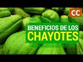 Beneficios de los chayotes  ciencia de la comida