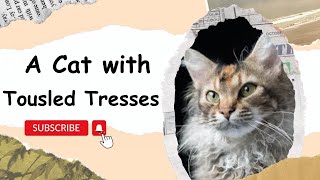 'Laperm'A cat with Tousled  Tresses  #lapermcat#la perm#catshorts #catsvideo #catvideo #rarecat #