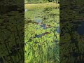 Geese in the lotuses lake #shorts