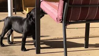 Blueblack Staffy Pup Tries Her Aunty