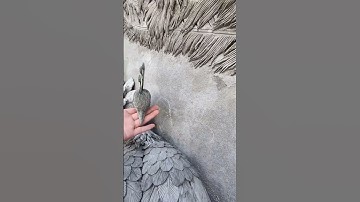 Tranh đắp xi măng chờ lên màu. #nghethuat