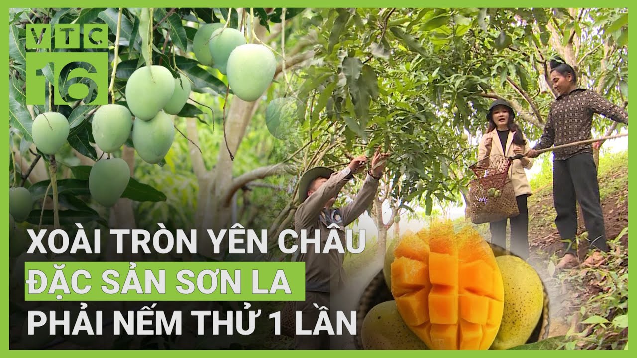 Vất vả hái xoài tròn trên đồi dốc Yên Châu, Sơn La nhưng lãi 