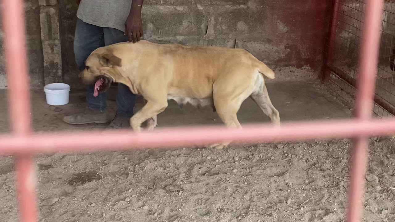 Is my Boerboel pregnant? - YouTube