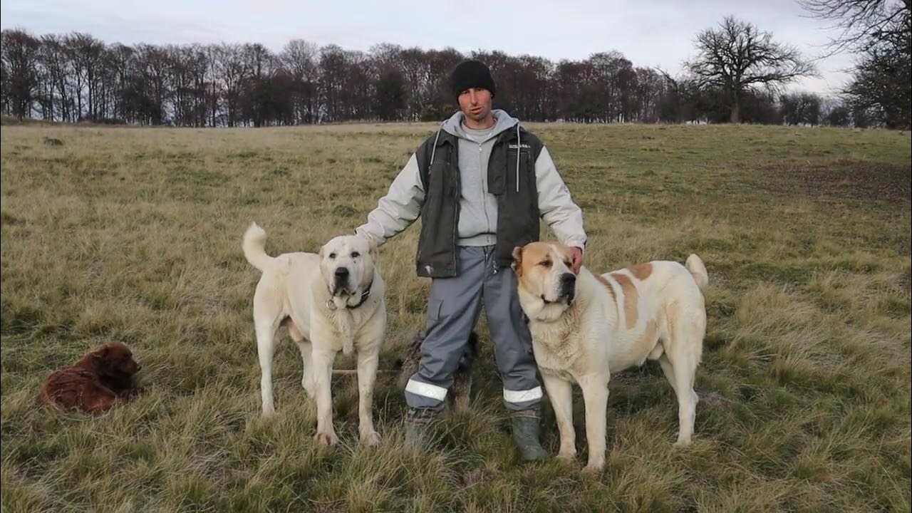 Ciobanesti de asia centrala uriasi YouTube