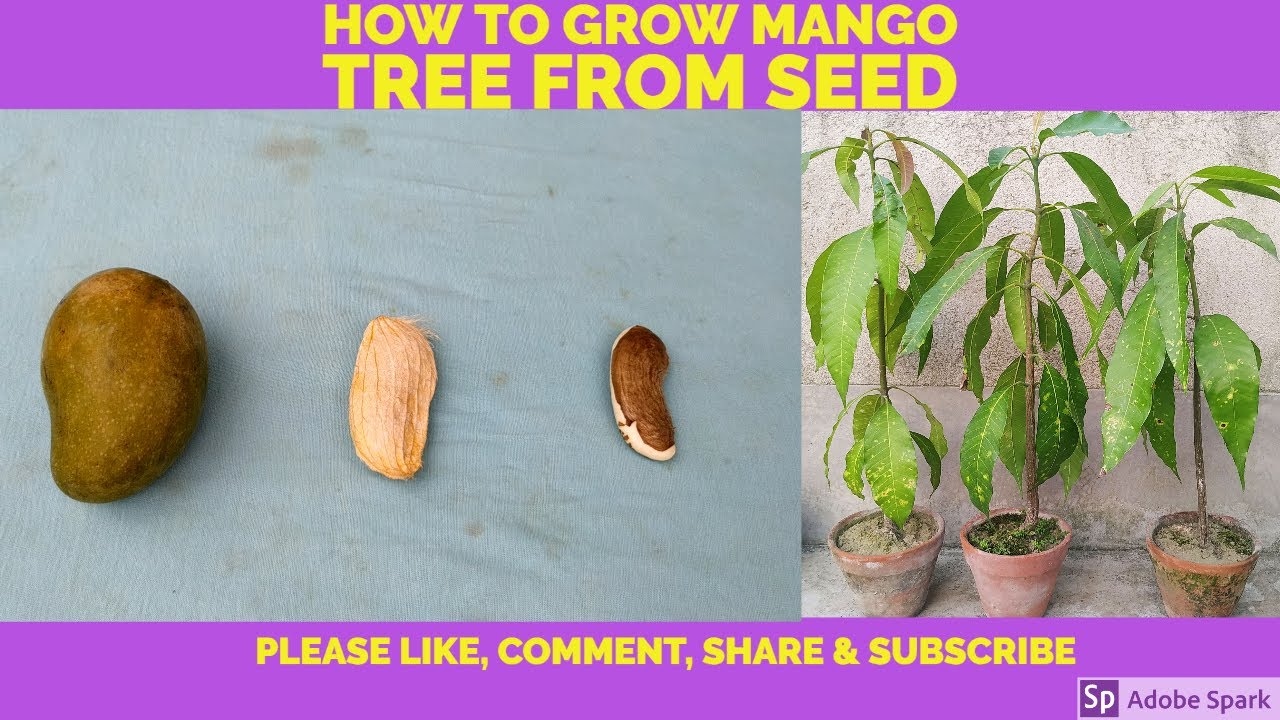 How to Grow Mango Tree From Seed