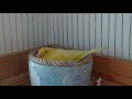 Чем кормить канарейку с птенцами( после вылупления)