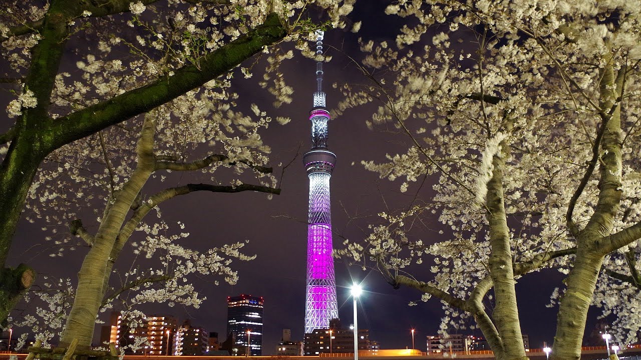 隅田公園 桜 名所 スカイツリー ライトアップ 桜 満開 Tokyo Skytree Light Up Cherry Youtube