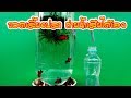 diy  ขวดเลี้ยงปลา  ถ่ายน้ำล้น plastic bottle