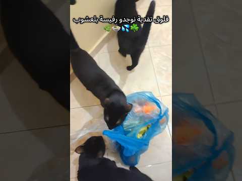 ديوانة فلباب يقلبوك والله لادزتي تقديت نوجدو رفيسة بلعشوب روتين اكسبلور    قط