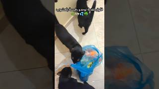 ديوانة فلباب يقلبوك والله لادزتيتقديت نوجدو رفيسة بلعشوب Ôles