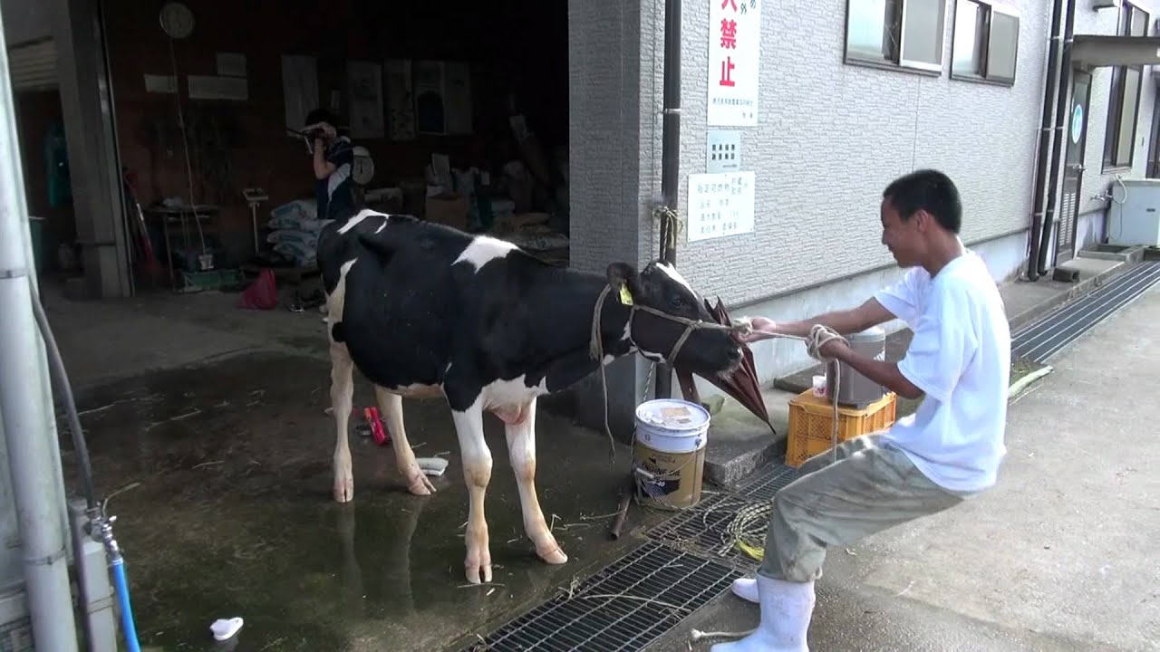 種子島高校動画ニュース07 ホルスタイン共進会に向けて 11年8月 Youtube