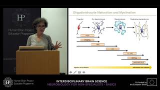 Lecture 4: Christine Bandtlow - Myelination in the CNS and PNS