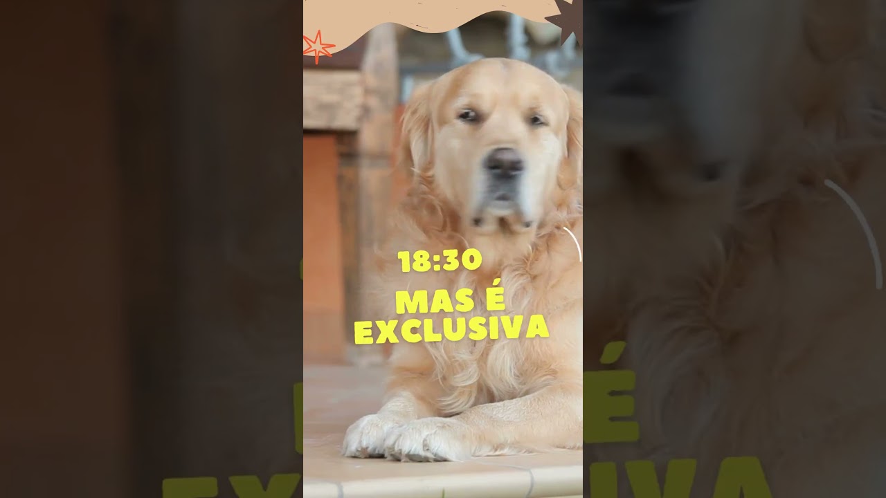 🔴  WHATSAPP EM MASSA - LIVE EXCLUSIVA - SOFTWARE AO VIVO