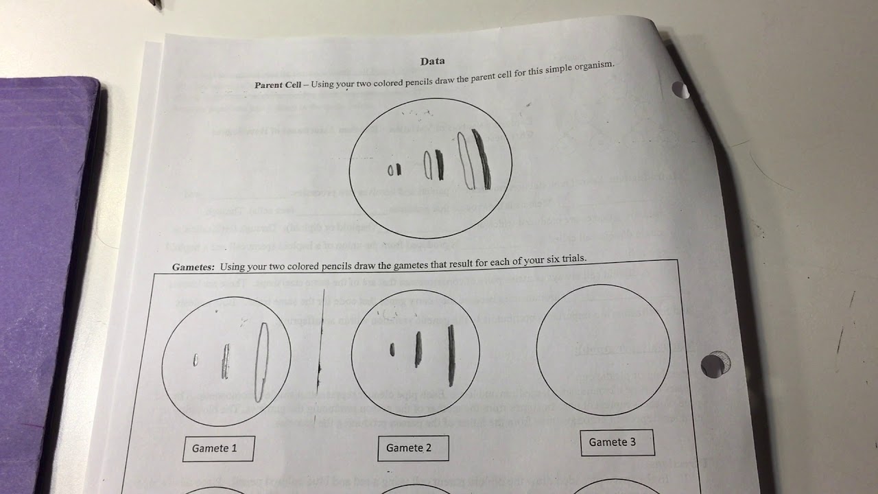 Meiosis Random Assortment Demonstration YouTube