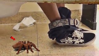 FAKE SPIDER 🕷 IN BATHROOM PRANK!