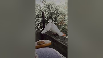 من سورة الحجر للشيخ كامل يوسف البهتيمي