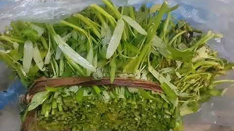 Grow Water Spinach - Cách tận dụng gốc rau muống bỏ đi trồng thành luống rau ăn quanh năm