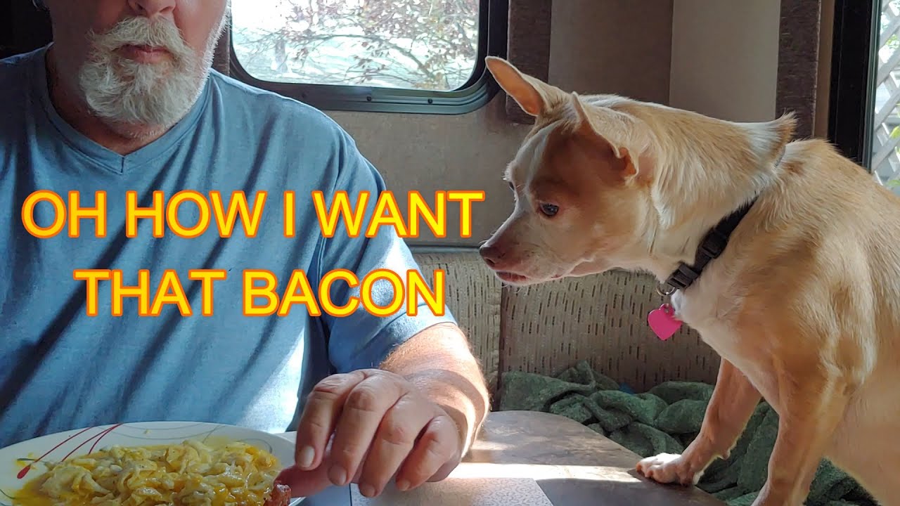 camera iphone 8 plus apk FUNNY & CUTE TRAVELING DOGS