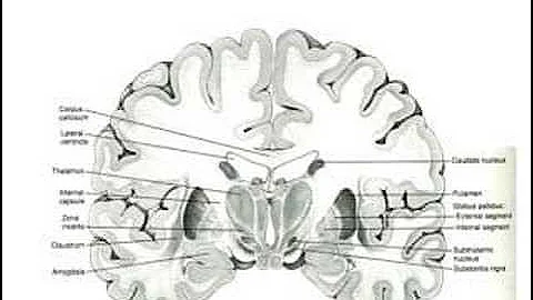 New Trends in Lewy Body Dementia - pt 2