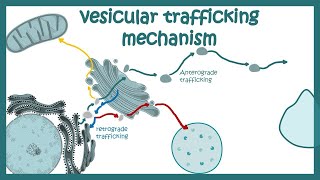 VESICULAR TRAFFICKING PROTEINS #usmle #uworld # INICET #neet #marrow #mbbs #pathology #medicine