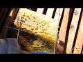 Honeybees in wall removal