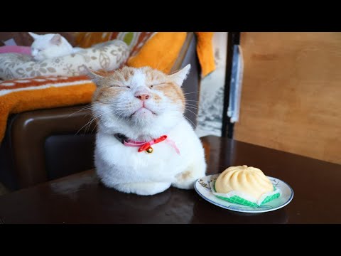 ちゃぶ台の上のピザまん 260204 - YouTube
