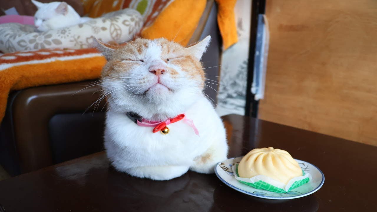 ちゃぶ台の上のピザまん 260204 - YouTube