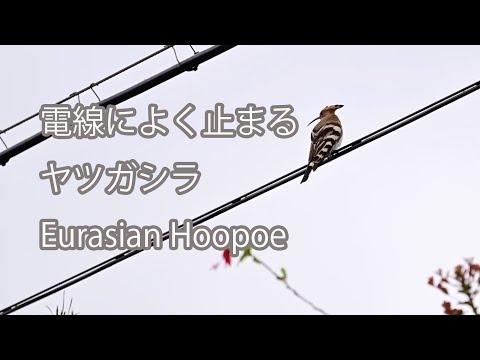 【電線によく止まる】ヤツガシラ Eurasian Hoopoe