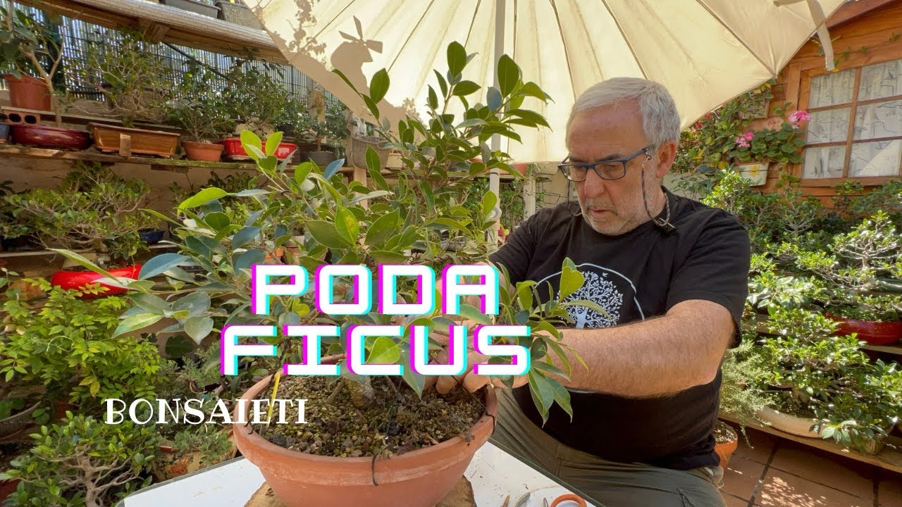 Poda Ficus