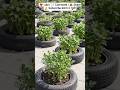 Tyre Garden Video ✅ Waste Tyres Turned Into Beautiful Garden | Recycling Idea