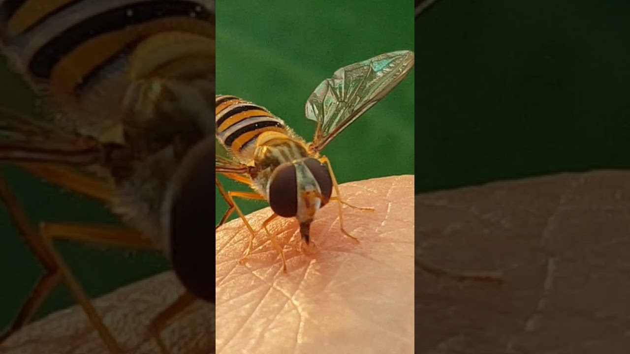 호리목등에 #insects