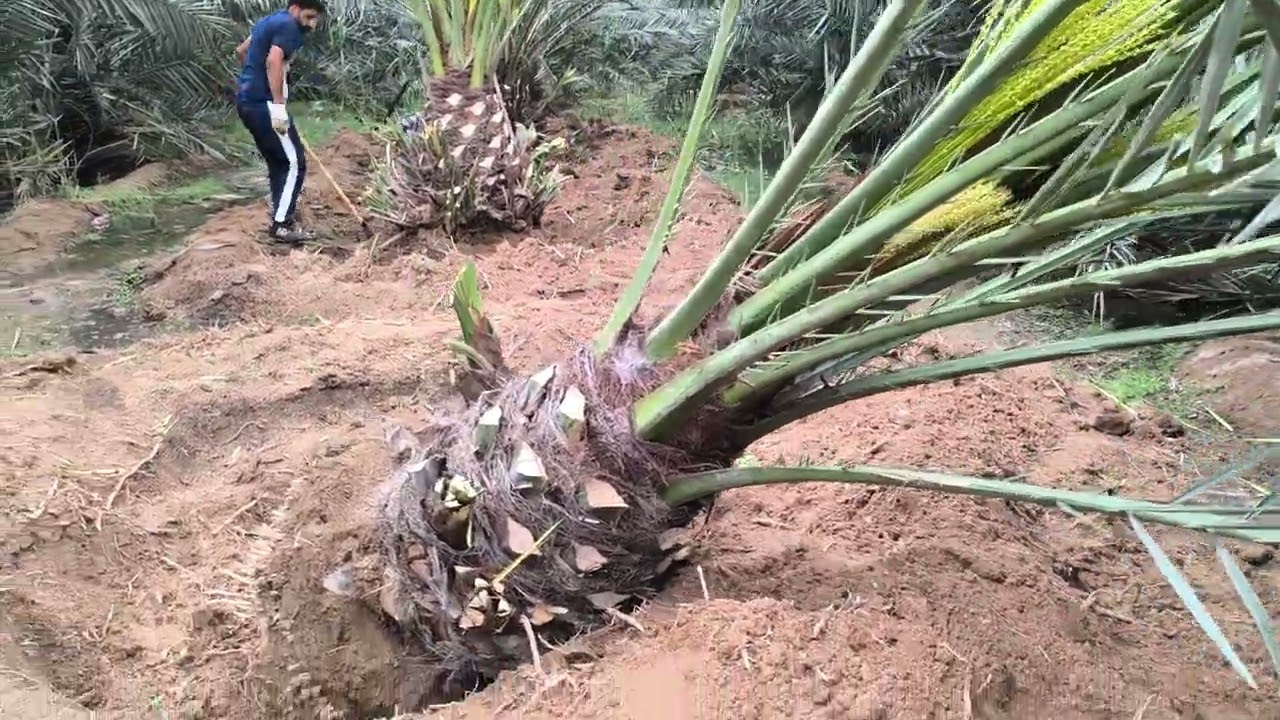 بعد لاتتعب انا اوفر لكم النخيل البرحي توصلوا معي 07813969584