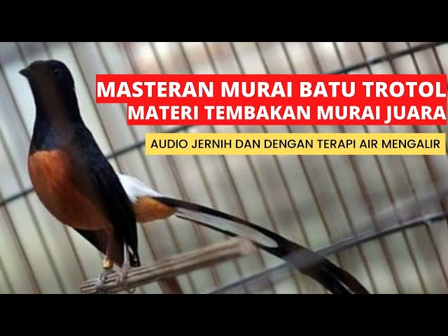 masteran murai batu materi burung juara, cocok untuk murai batu trotol class=