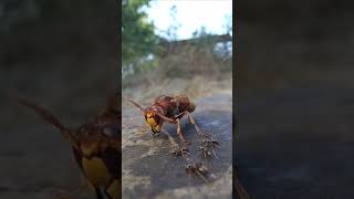 hornet vs ants