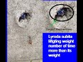 Lyroda sabita lifting weight more than its weight