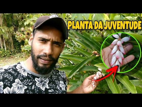 Vídeo: Para que serve a galanga: como cultivar galanga no jardim