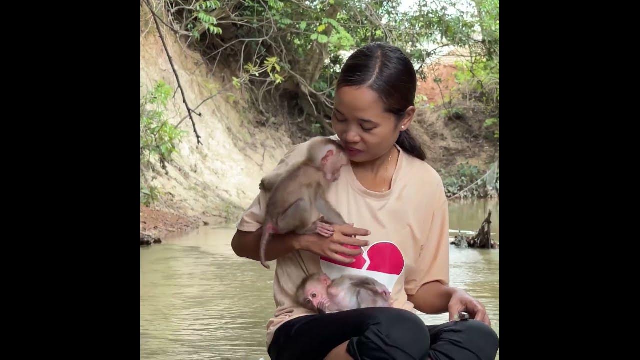 #baby monkey #baby monkeys #baby monkey Attacked #baby monkey crying #