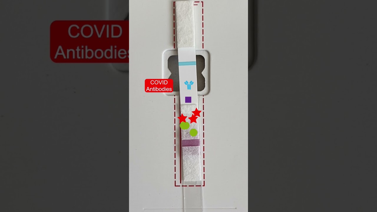 How rapid tests work 