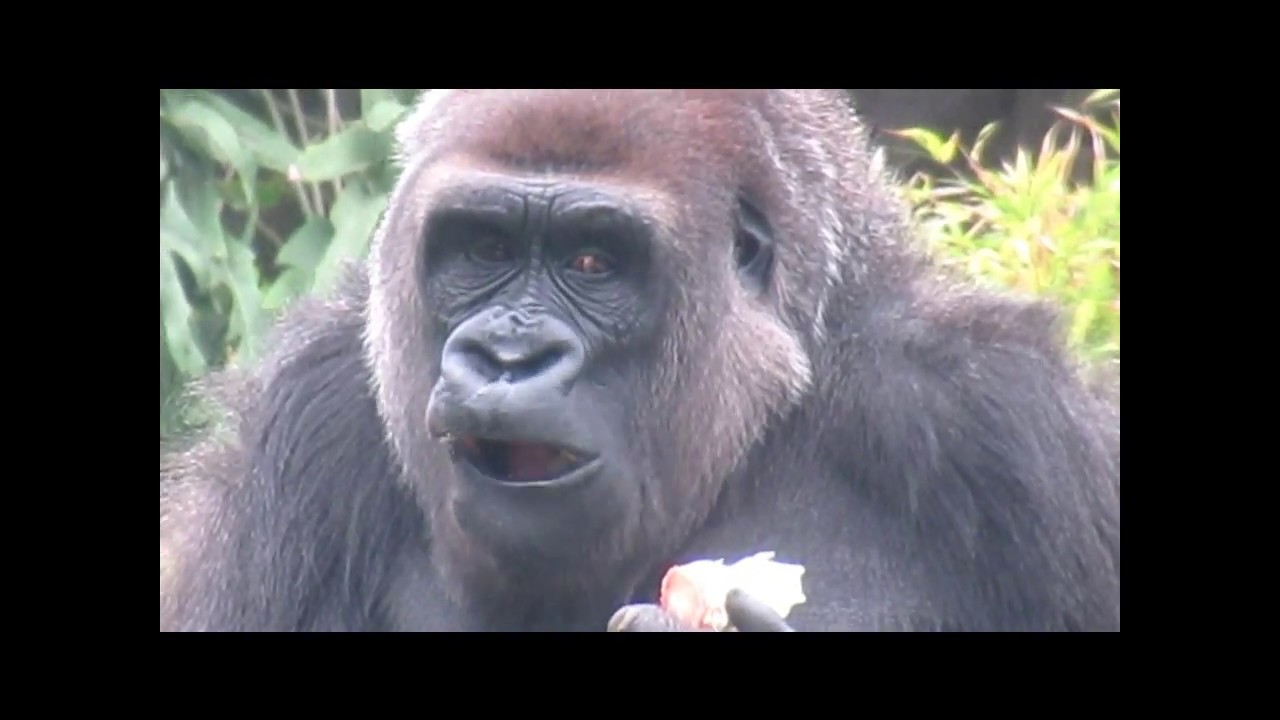San Francisco Zoo Gorillas Foraging Jonesy Zura Bawang Monifa Hasani