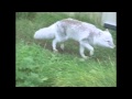 Arctic fox walk  trot slow motion animation reference