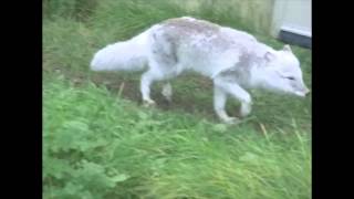 Arctic Fox Walk & Trot (Slow Motion Animation Reference)