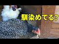ウコッケイ夫婦と同居した新入りメス、その後… 364話目
