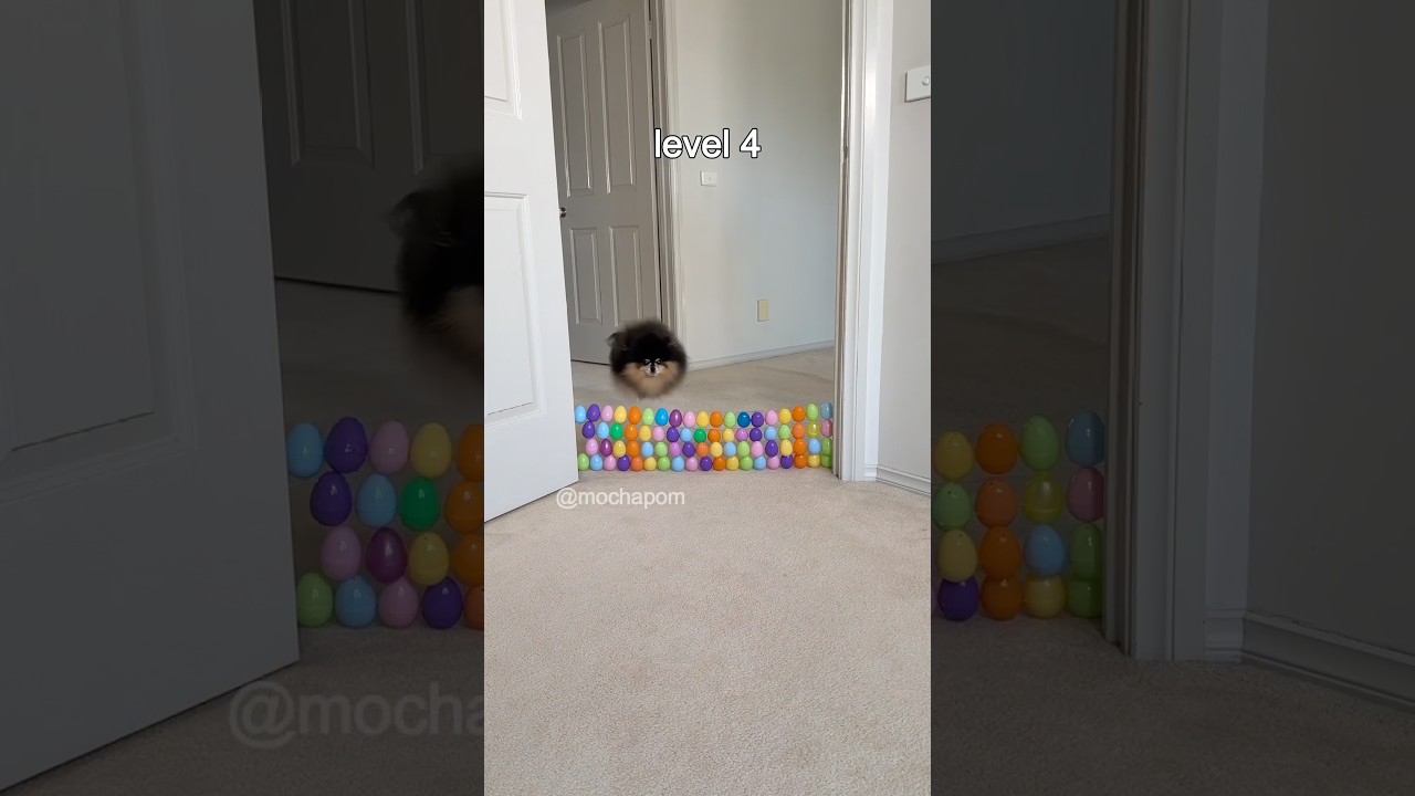 Cute dog jumps over a wall of eggs 🥚 #shorts #pomeranian #dog 썸네일
