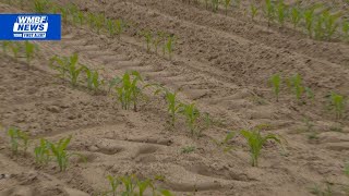 Statewide drought impacts Horry County farms
