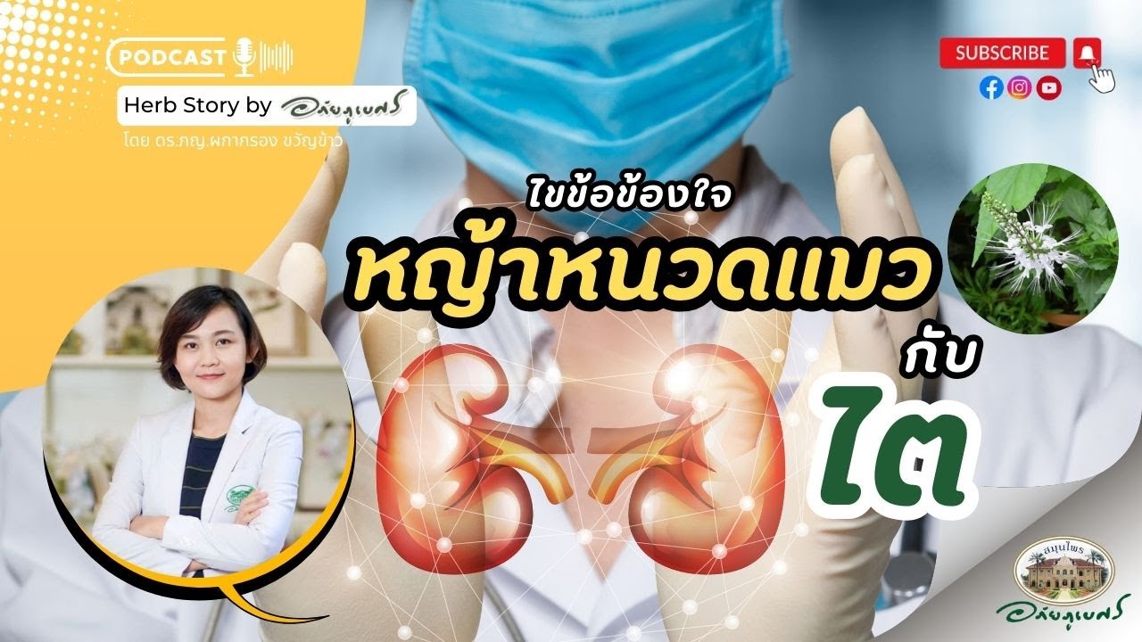 ไขข้อข้องใจ หญ้าหนวดแมว กับ ไต l Podcastอภัยภูเบศร (2024)