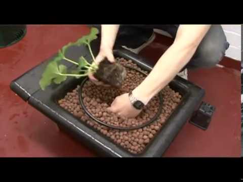 Βίντεο: Προβλήματα με φυτά καυτερής πιπεριάς: Πληροφορίες για κοινά προβλήματα με την πιπεριά τσίλι